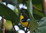 Blue-winged Mountain-tanager